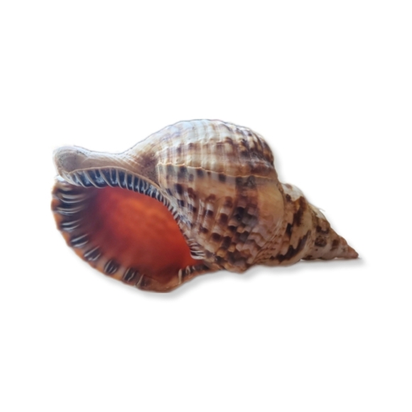 Huge Decorative Real Conch Shell